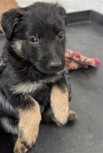 A baby small-sized female German Shepherd Dog dog named Birdie for adoption in San Bernardino, CA
