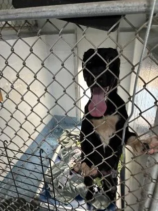 A baby medium-sized male Terrier dog named Blaze for adoption in Gainesville, FL