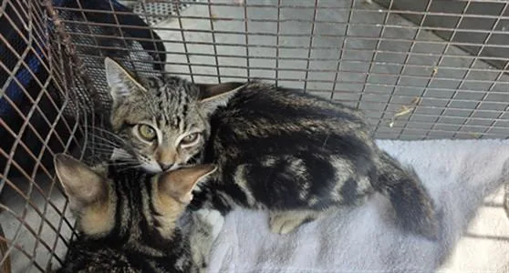 A baby small-sized male Domestic Short Hair cat named Valentine for adoption in Chatsworth, CA