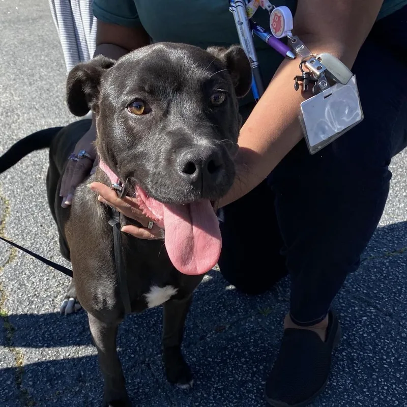 An adult medium-sized female Staffordshire Bull Terrier dog named Juvia for adoption in Peachtree City, GA