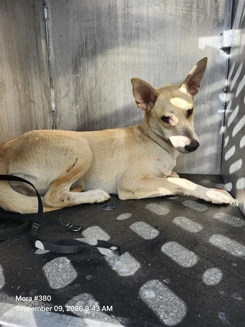 A young medium-sized female Carolina Dog dog named Lila for adoption in San Antonio, TX