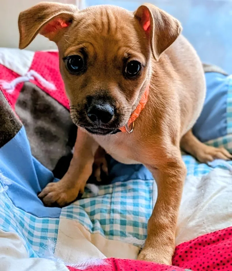 A baby small-sized male Miniature Pinscher dog named Mace for adoption in St. Augustine, FL