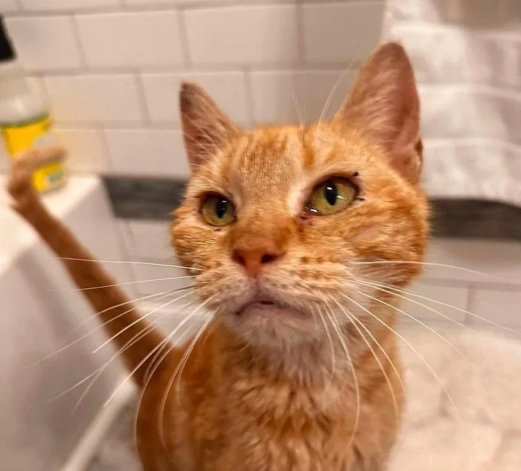 A senior small-sized female Tabby (Orange / Red) Tabby cat named Vintage for adoption in Pegram, TN