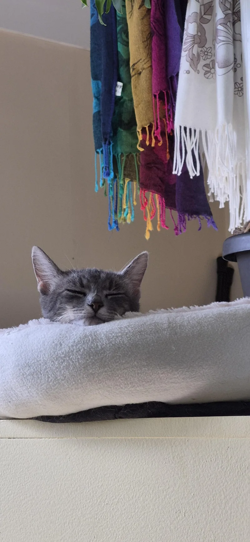 A young medium-sized female Domestic Short Hair cat named Genre for adoption in Bethel Park, PA