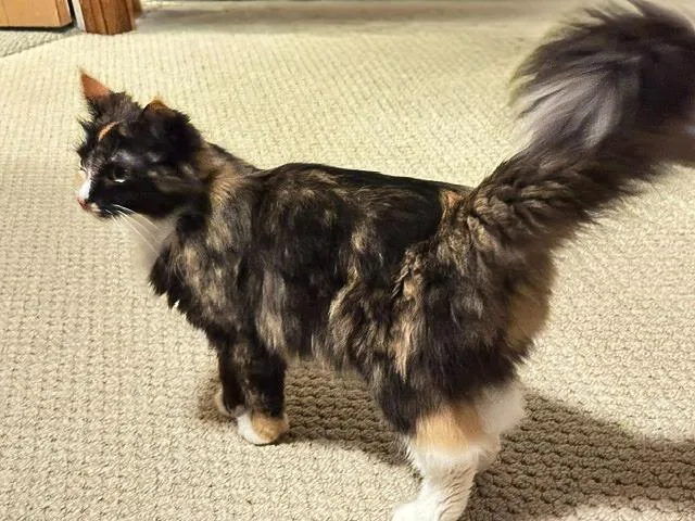 A young medium-sized female Domestic Short Hair cat named Blackie Princess for adoption in Minneapolis, MN