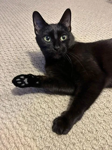 Blackie  Princess thumbnail 3