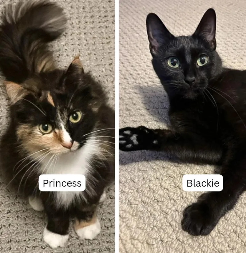 Blackie  Princess thumbnail 4