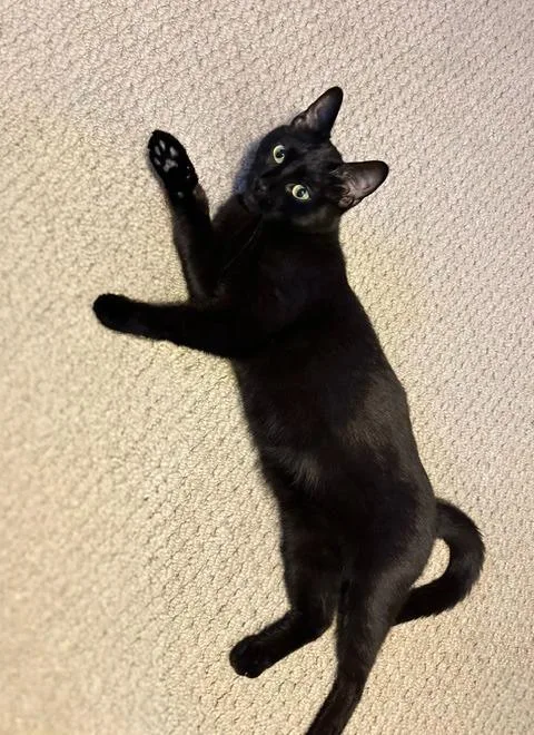 Blackie  Princess thumbnail 6