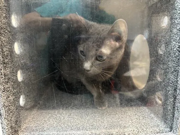 A senior medium-sized female Domestic Short Hair cat named Sally for adoption in New York, NY