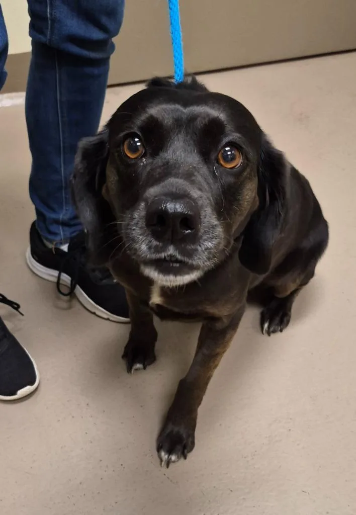 An adult medium-sized female Labrador Retriever dog named Nila for adoption in Christiansburg, VA