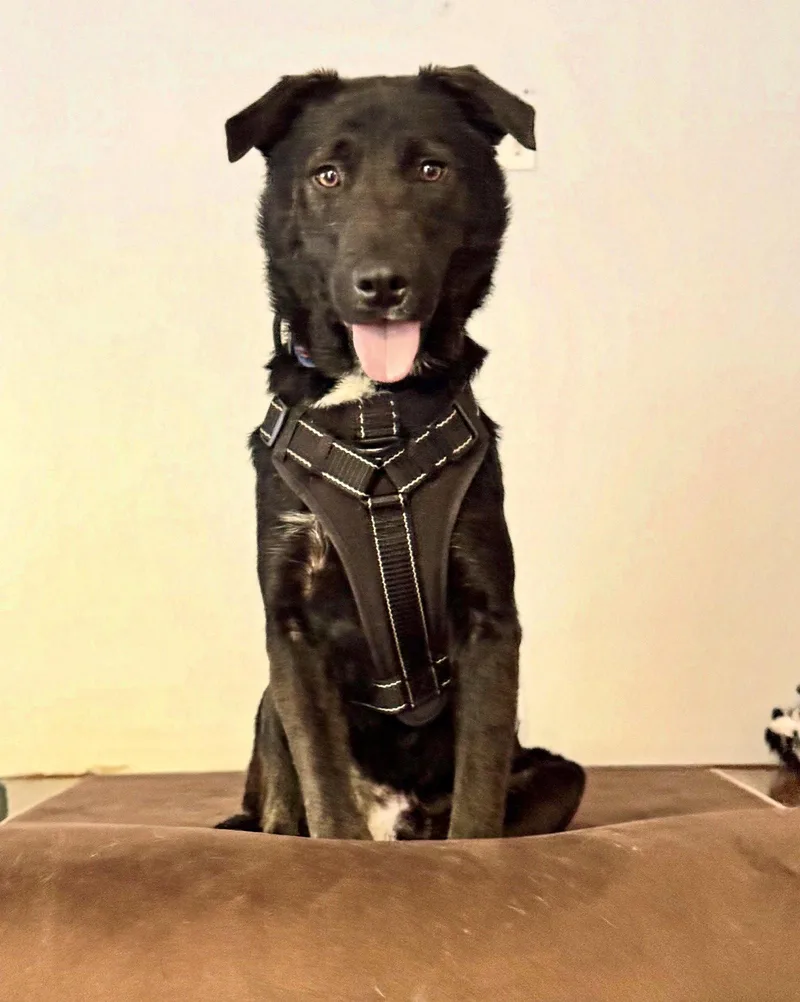 An adult medium-sized male Shepherd dog named Ernie for adoption in Blackwood, NJ