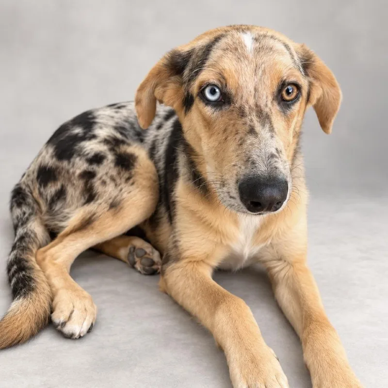 A young medium-sized female Australian Shepherd dog named Ladybug for adoption in Phoenix, AZ