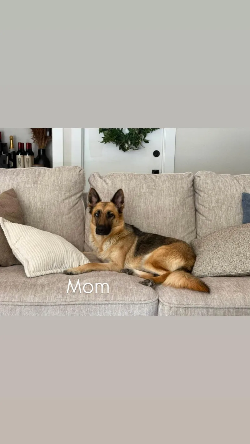 A baby medium-sized female Tricolor (Brown, Black, & White) German Shepherd Dog dog named Malibu for adoption in Encino, CA