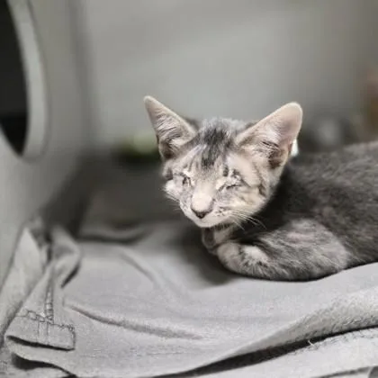 A baby small-sized male Domestic Short Hair cat named Captain for adoption in Sacramento, CA