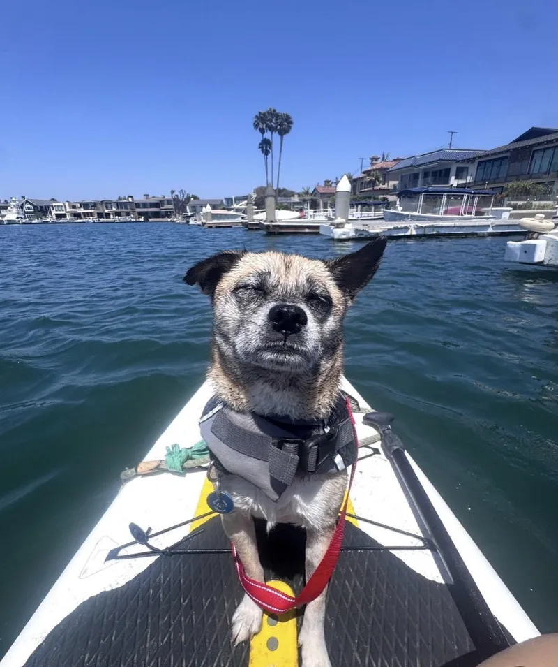 An adult small-sized female Pug dog named Gretta for adoption in Pasadena, CA