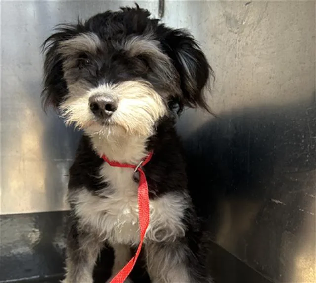 A young small-sized male Schnauzer dog named Flash for adoption in Martinez, CA