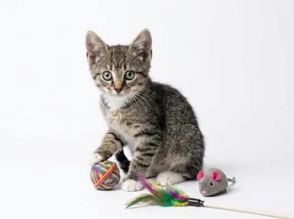 A baby small-sized male Domestic Short Hair cat named Sycamore for adoption in Cumming, GA