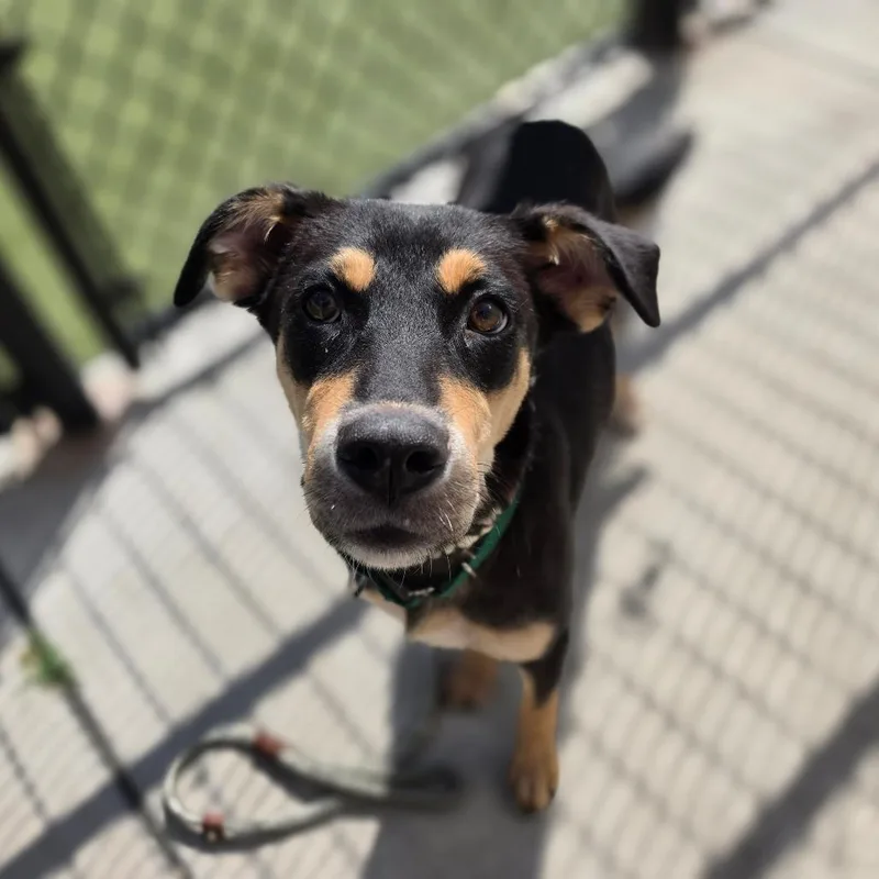 A young medium-sized female Black Mixed Breed dog named Polly for adoption in Greensboro, NC