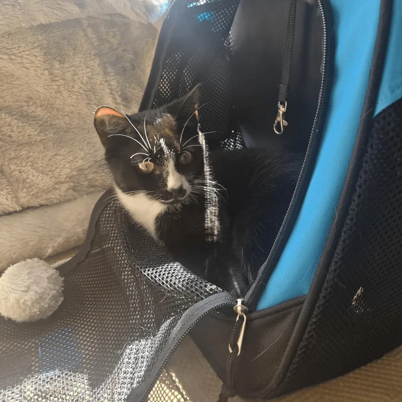 A young medium-sized female Smoke Domestic Short Hair cat named Phoebe for adoption in Staten Island, NY