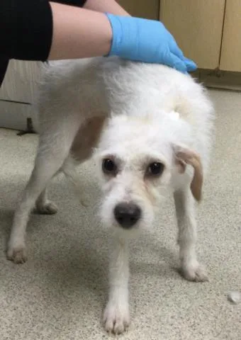 A young small-sized female Maltese dog named Bella for adoption in Riverside, CA