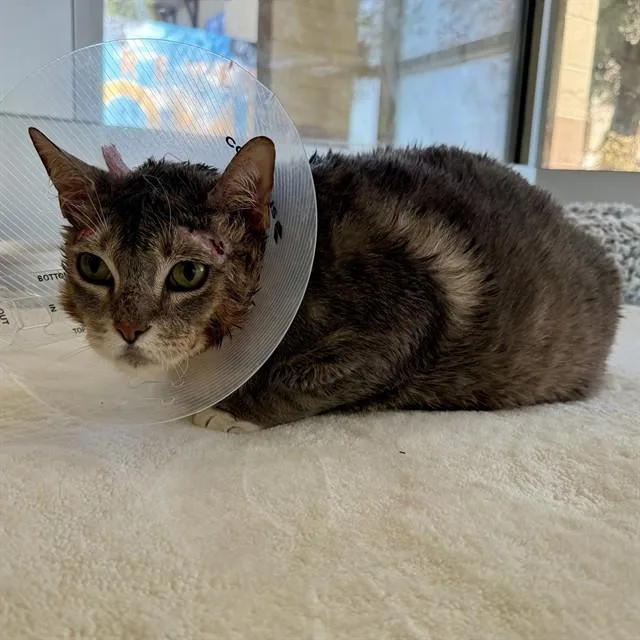 An adult medium-sized male Domestic Short Hair cat named Leandre for adoption in Riverside, CA