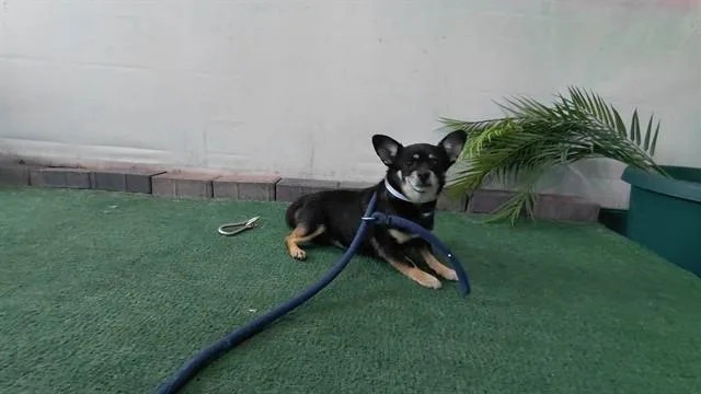 An adult small-sized female Chihuahua dog named Rosey for adoption in Baldwin Park, CA