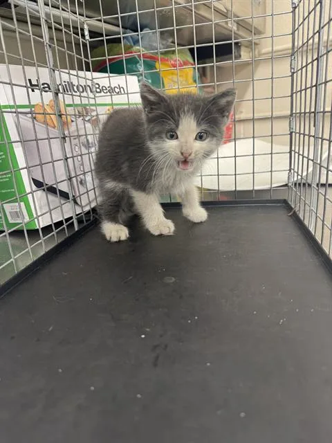 A baby small-sized male Domestic Medium Hair cat named Bumper for adoption in Grand Prairie, TX