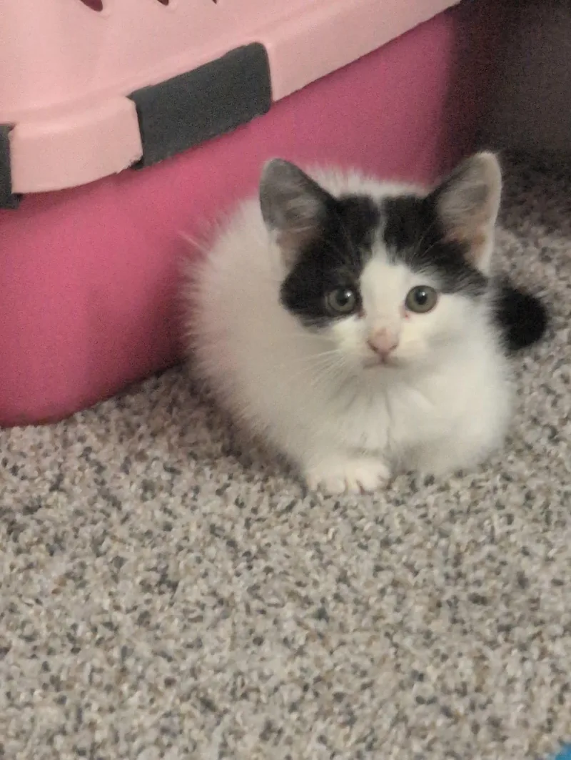 A baby small-sized female Domestic Medium Hair cat named Ella for adoption in Wilmington, NC