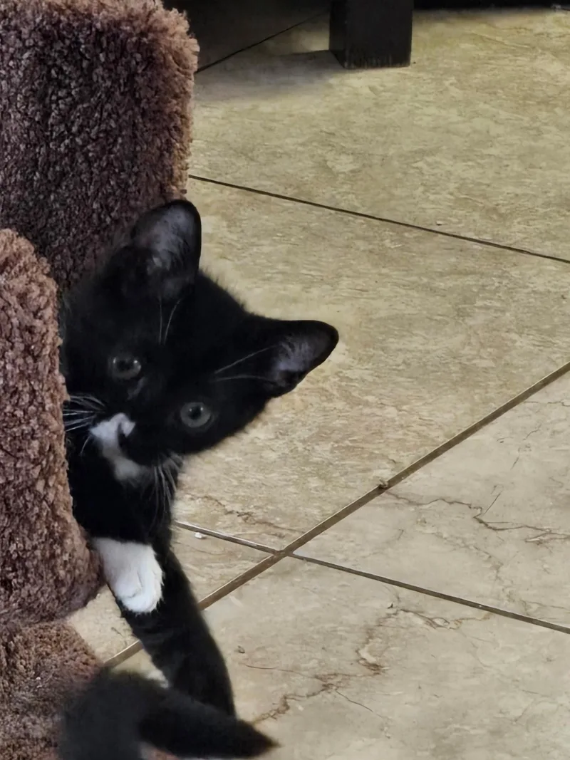 A baby small-sized female Black & White / Tuxedo Domestic Short Hair cat named Skye for adoption in Riverside, CA