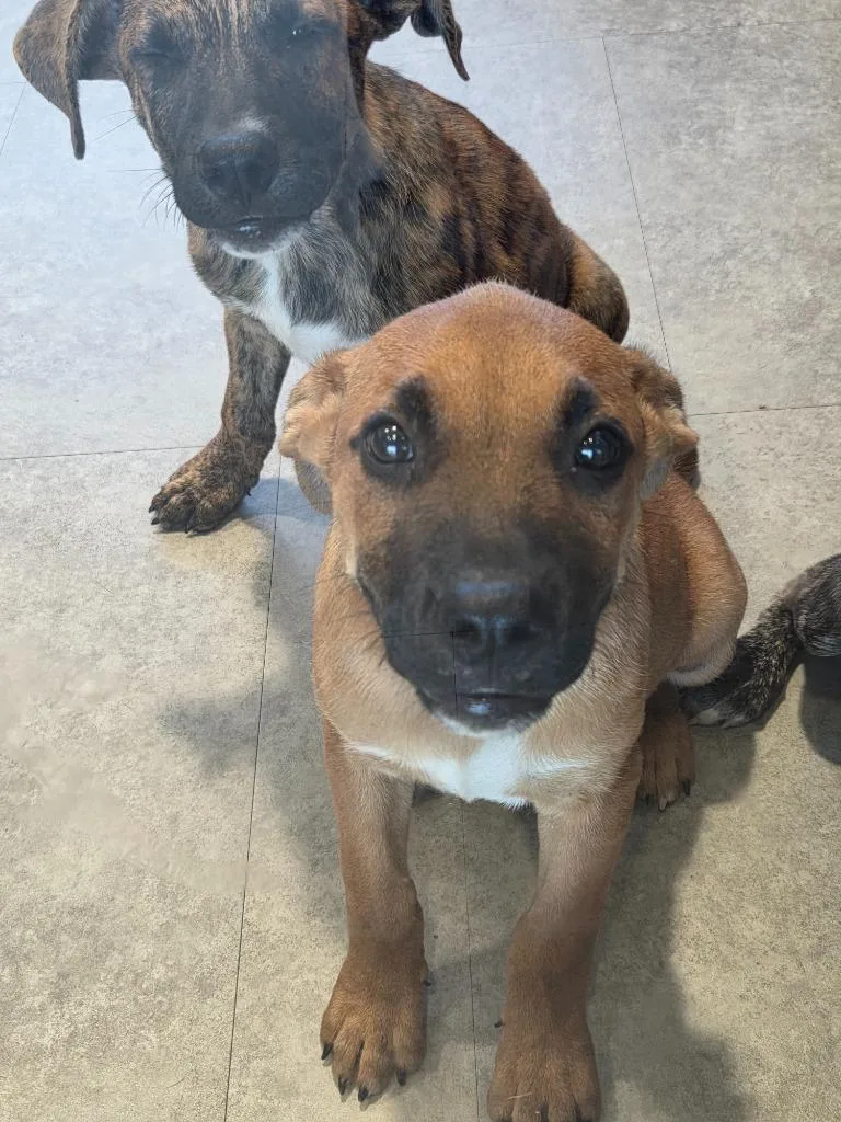 A baby medium-sized male Mixed Breed dog named Pablo for adoption in Bossier City, LA