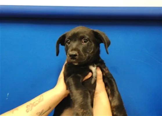 A baby small-sized female Pit Bull Terrier dog named Nicky for adoption in Albuquerque, NM