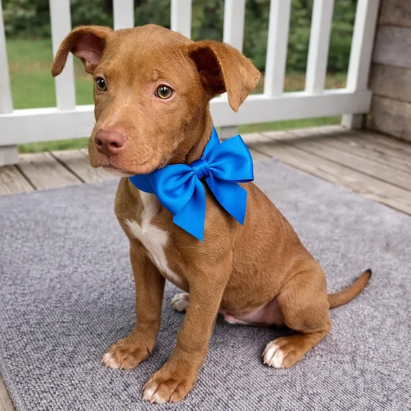 A baby medium-sized male Brown / Chocolate American Staffordshire Terrier dog named Chase for adoption in Crosby, TX