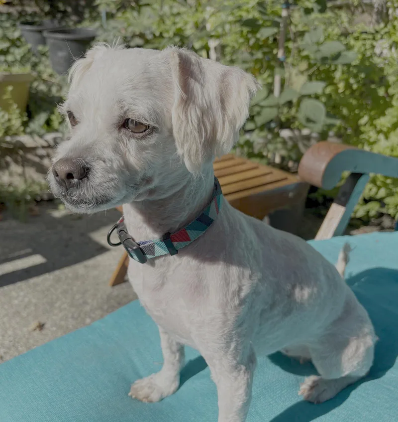 A young small-sized female Poodle dog named Mindy for adoption in Seattle, WA