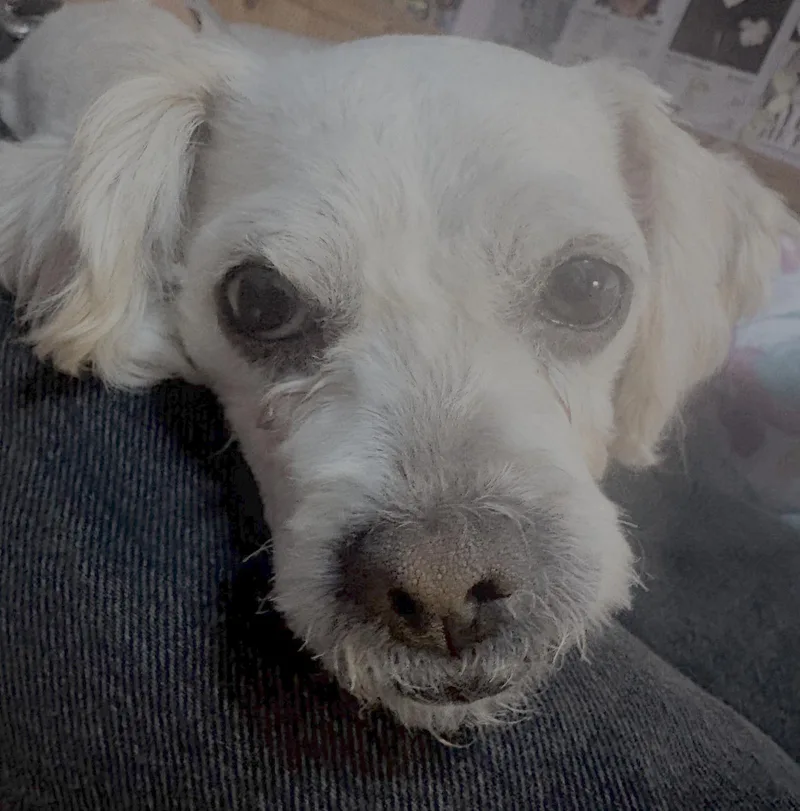 Mindy thumbnail 2