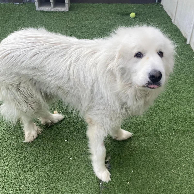 An adult large-sized female White / Cream Great Pyrenees dog named Sammy Lee for adoption in LOXAHATCHEE, FL