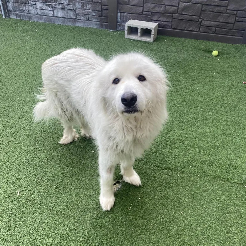 Sammy Lee thumbnail 2