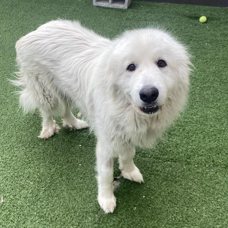 Sammy Lee thumbnail 3