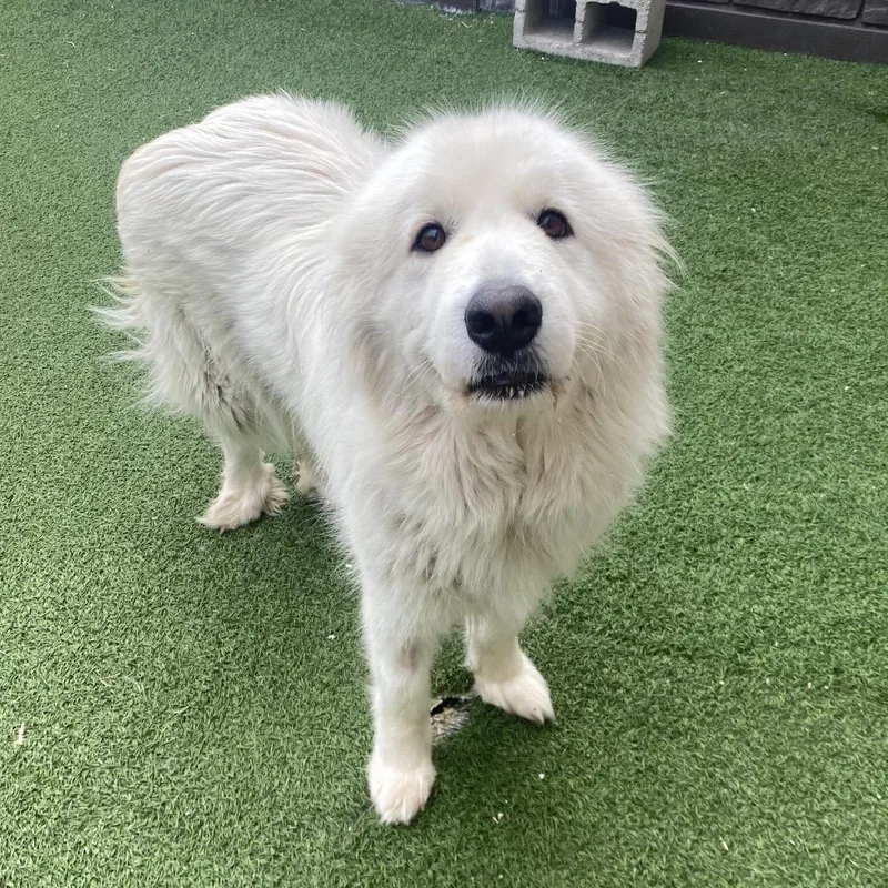 Sammy Lee thumbnail 4