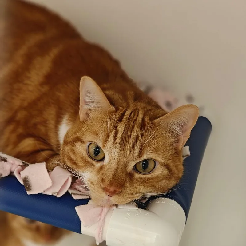 An adult large-sized male Domestic Short Hair cat named George Weasley for adoption in Cumming, GA