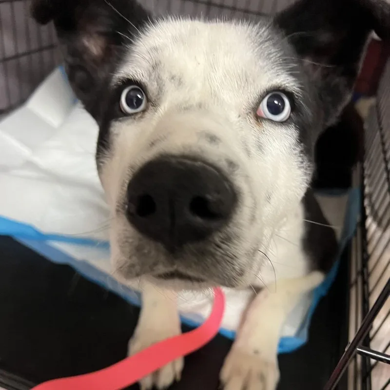 An adult medium-sized female Black Mixed Breed dog named Carmalt for adoption in Moab, UT