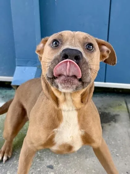 An adult medium-sized female Pit Bull Terrier dog named Neon Carrot for adoption in New Orleans, LA