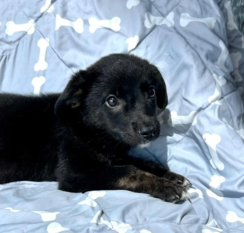 A baby medium-sized female Australian Cattle Dog / Blue Heeler dog named Treble for adoption in Cottonwood, AZ