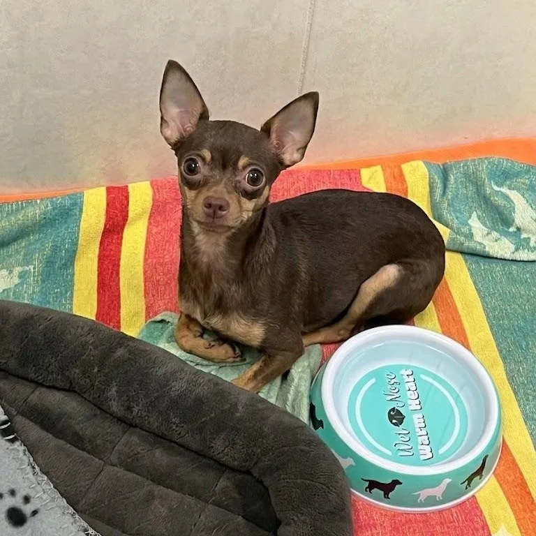 An adult small-sized female Brown / Chocolate Chihuahua dog named Maisie for adoption in Boca Raton, FL