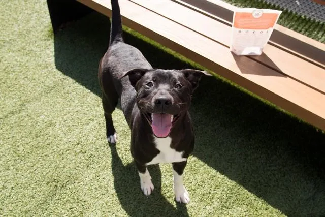 A young large-sized male Pit Bull Terrier dog named Damiano for adoption in Santa Monica, CA