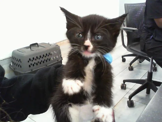 A baby small-sized female Domestic Short Hair cat named Summer for adoption in Charlotte, NC