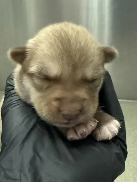 A baby small-sized female Mixed Breed dog named Lil Girl for adoption in Dallas, TX