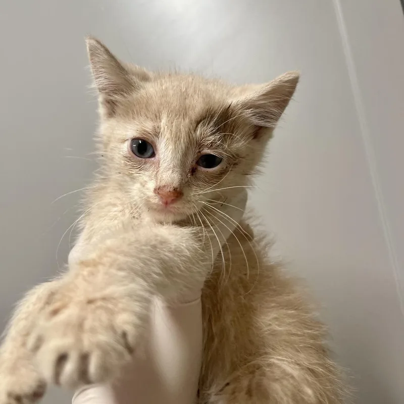 A baby small-sized male Buff / Tan / Fawn Domestic Short Hair cat named Sirocco for adoption in Huntsville, AR