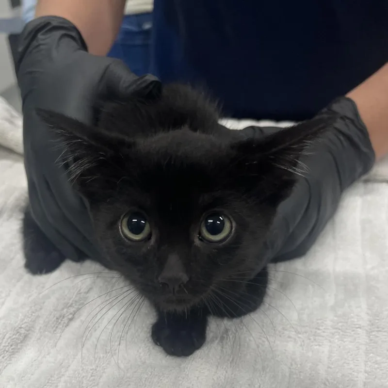 A baby small-sized female Domestic Short Hair cat named Rebekah for adoption in Hinsdale, IL
