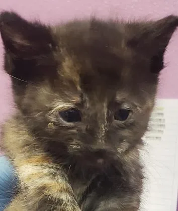 An adult medium-sized female Black Domestic Short Hair cat named Sally for adoption in El Paso, TX