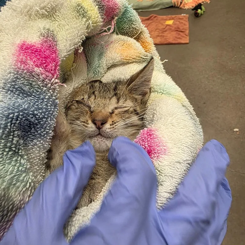 A baby small-sized male Brown / Chocolate Domestic Short Hair cat named Clover for adoption in Chattanooga, TN